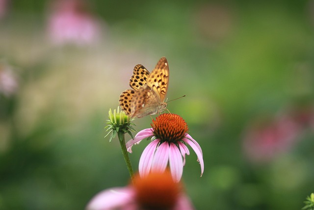 How often should I visit a McAllen dentist for checkups