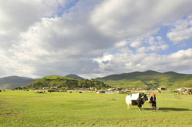 la joya dental penitas tx