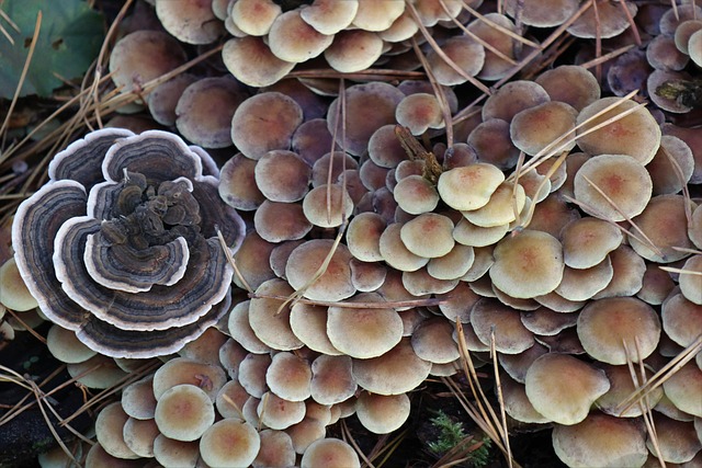 What services does a general dentist in McAllen offer