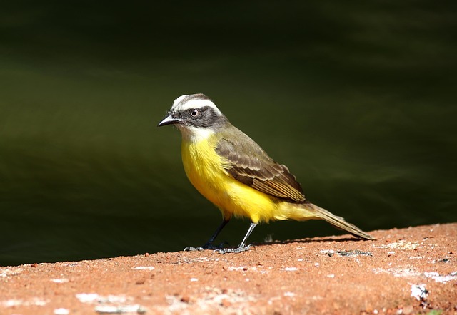 When should I replace my toothbrush in McAllen