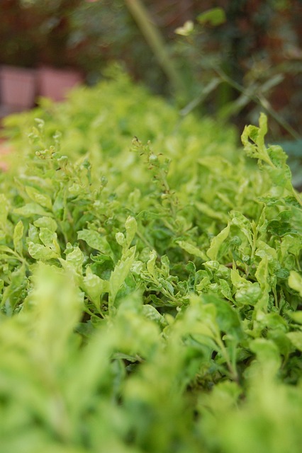 best orthodontist mcallen tx