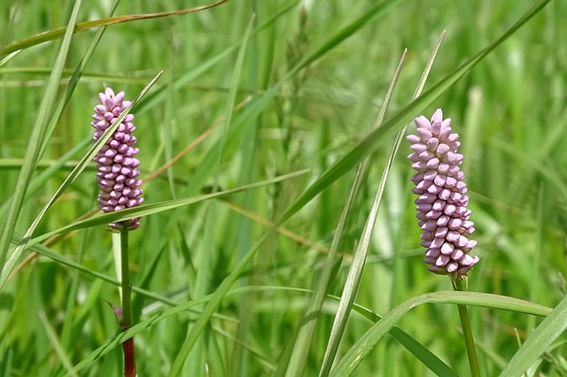 dental associates of mcallen