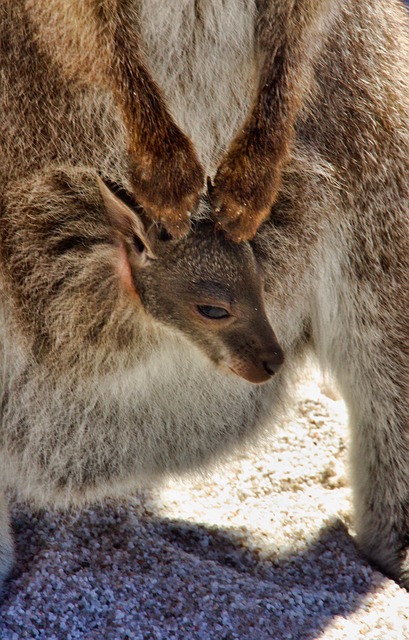 dr joey cazares mcallen