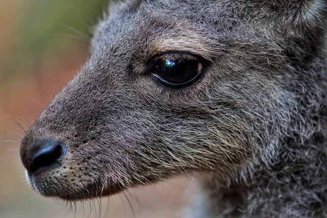 dr joey cazares mcallen