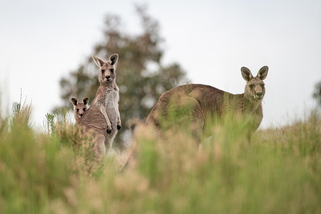 dr joey cazares mcallen