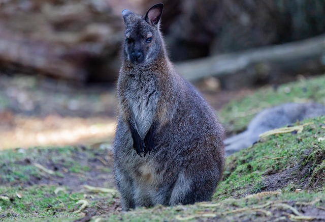 dr joey cazares mcallen