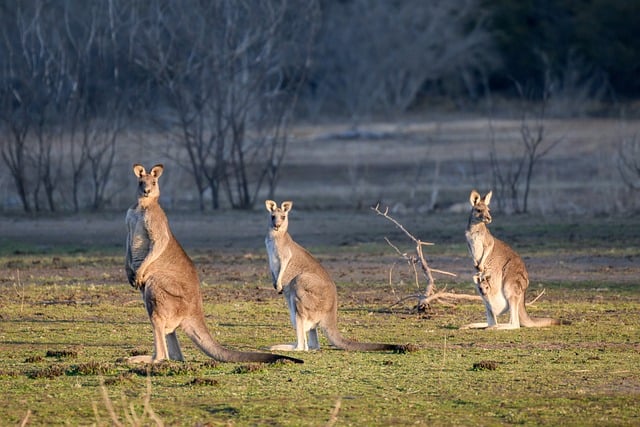 Dr. Joey Cazares McAllen