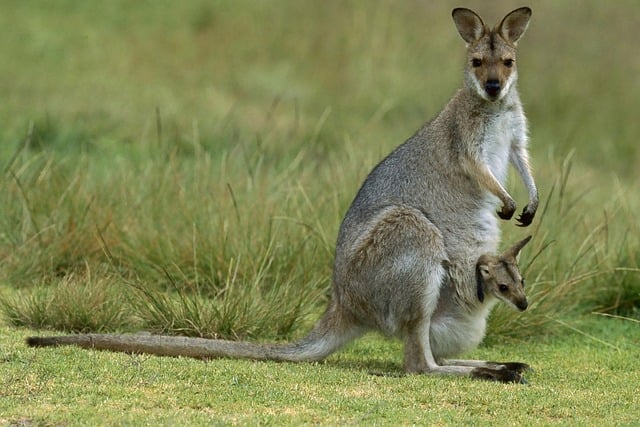 Dr. Joey Cazares McAllen