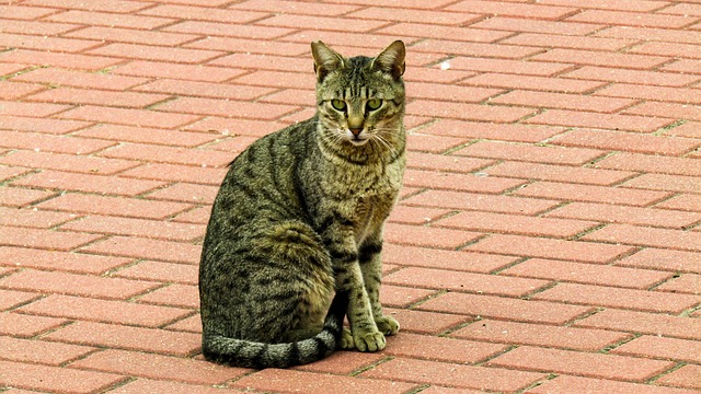 How do I choose the right dentist for my child in McAllen