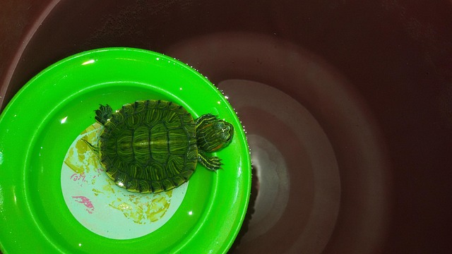 How do I choose the right dentist for my child in McAllen