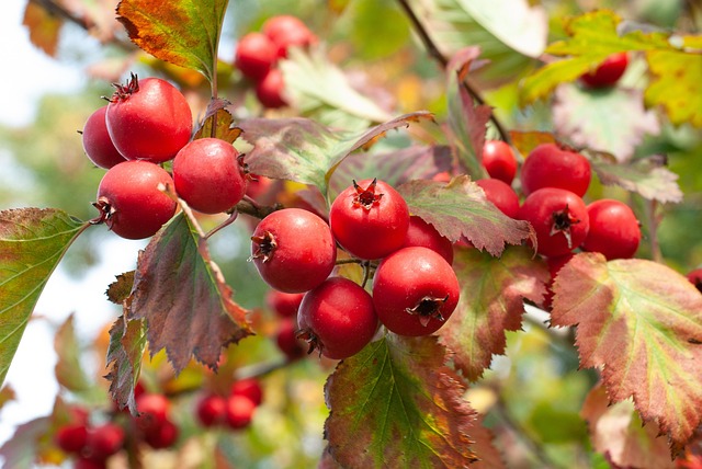 low cost dentist mcallen tx