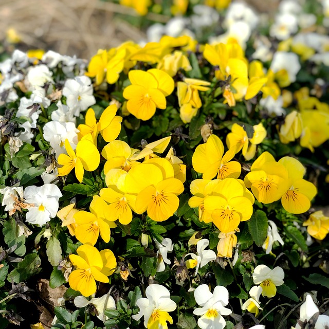 When should I replace my toothbrush in McAllen