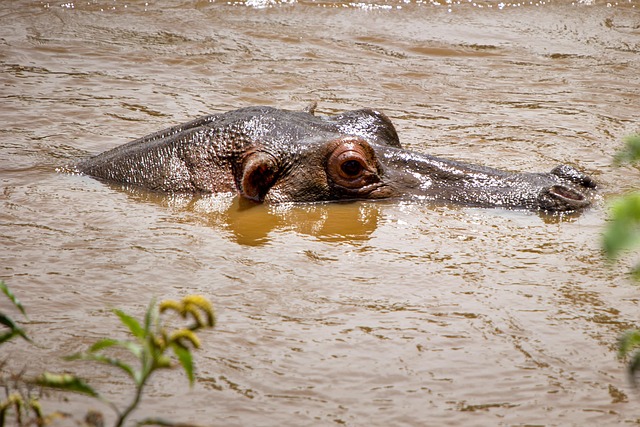 When should I replace my toothbrush in McAllen