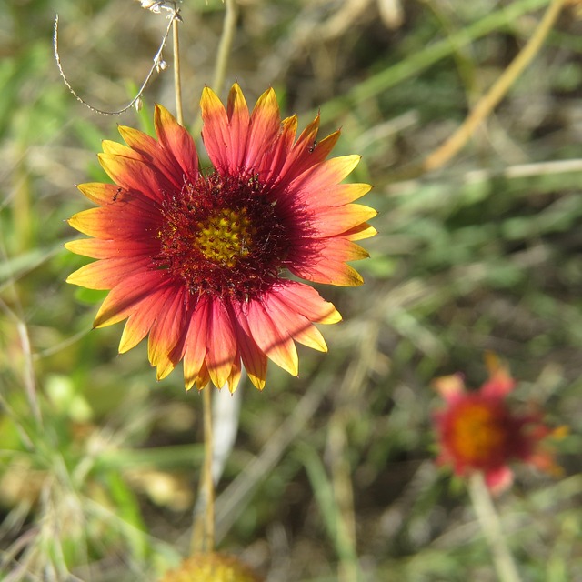 dentist in mission texas