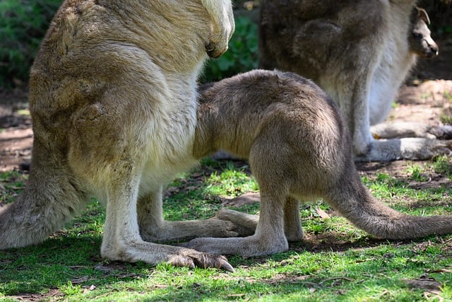 Dr. Joey Cazares McAllen