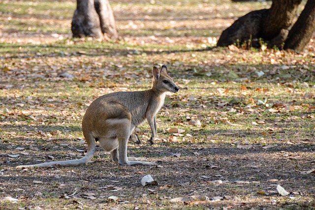 Dr. Joey Cazares McAllen