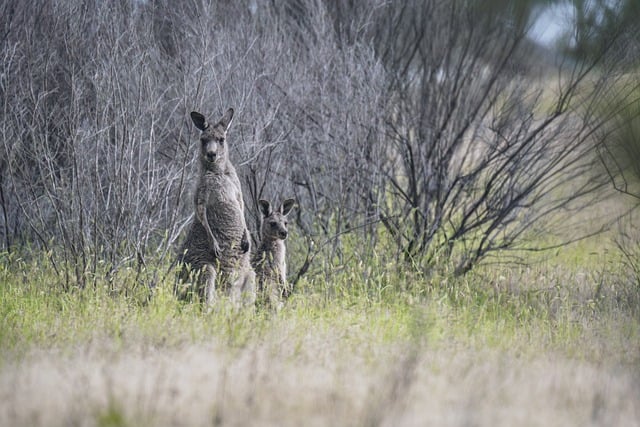 Dr. Joey Cazares McAllen