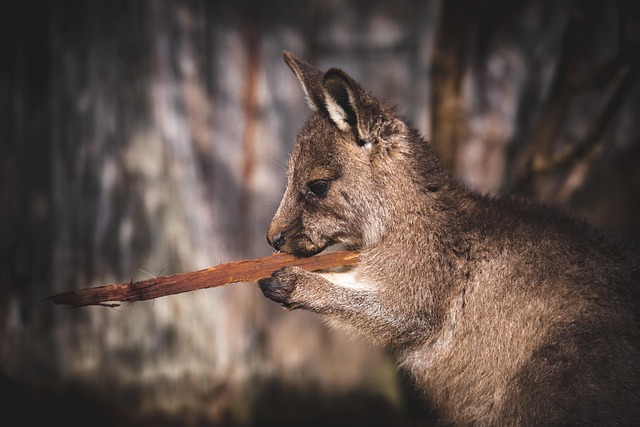 dr joey cazares mcallen