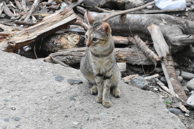 How do I choose the right dentist for my child in McAllen