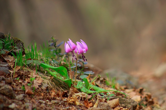 How do I prepare for a dental implant procedure in McAllen