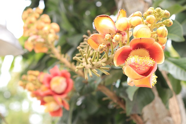 la joya dental penitas tx