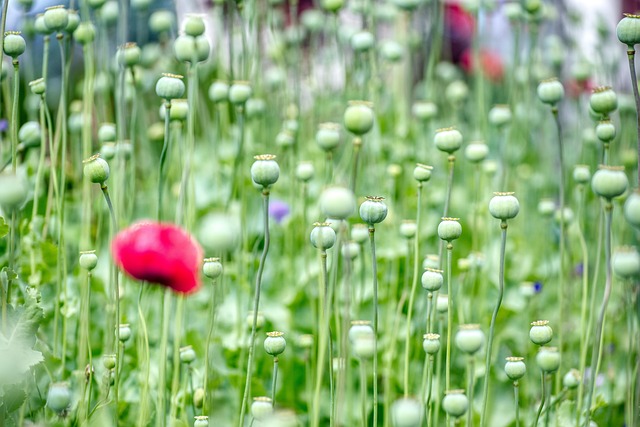 What are the latest technologies used by McAllen dentists