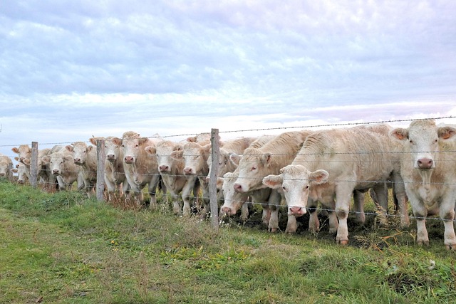 When should I consider a dental referral in McAllen